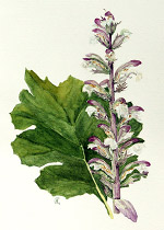 Acanthus