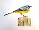 Grey Wagtail, watercolour painting
