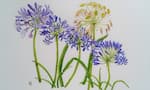 Agapanthus, watercolour painting