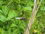 Broad-bodied Chaser