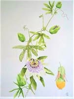 Common Blue Passionflower