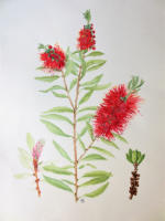 Bottlebrush Plant