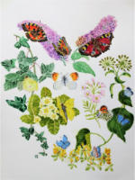 Butterflies watercolour painting