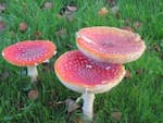 Fly Agaric