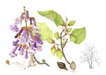 Foxglove tree