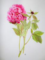 Garden Paeony