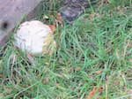 Giant Puffball