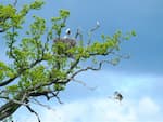 Storks at Knepp