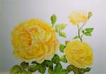 Roald Dahl rose