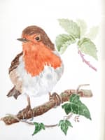 Robin, watercolour painting