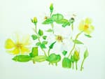 Tottering by Gently rose