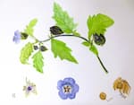 Shoo Fly plant