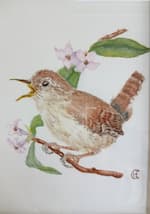 Wren watercolour painting