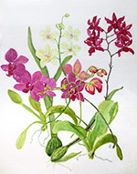 Windowsill Orchids